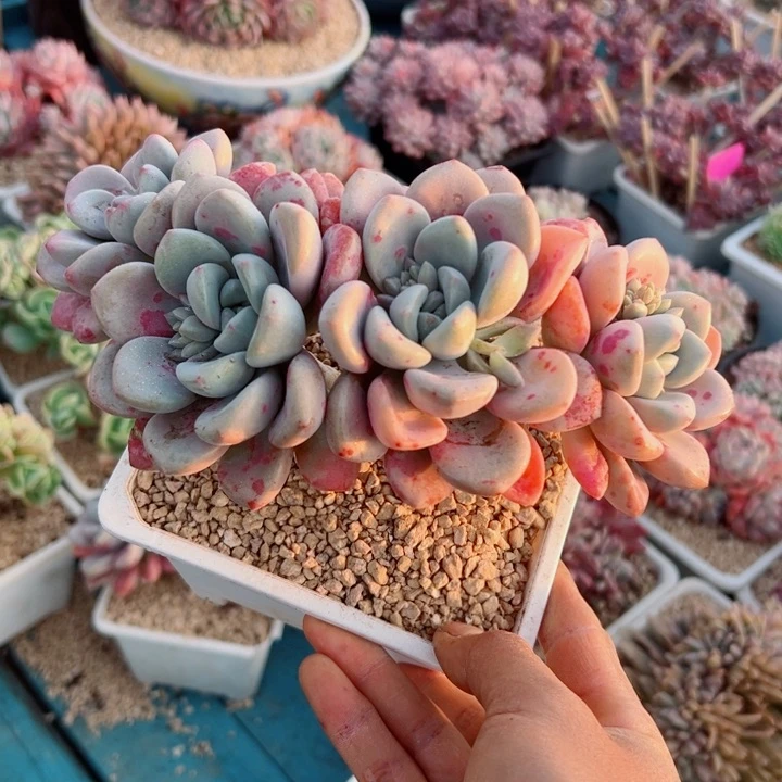 精品多肉植物老桩