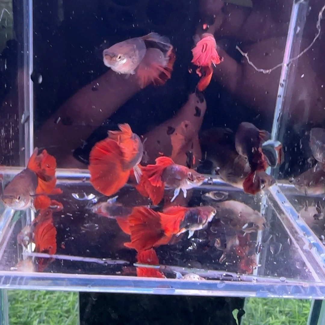 孔雀鱼瑕疵折扇2对购买俩单多给2条