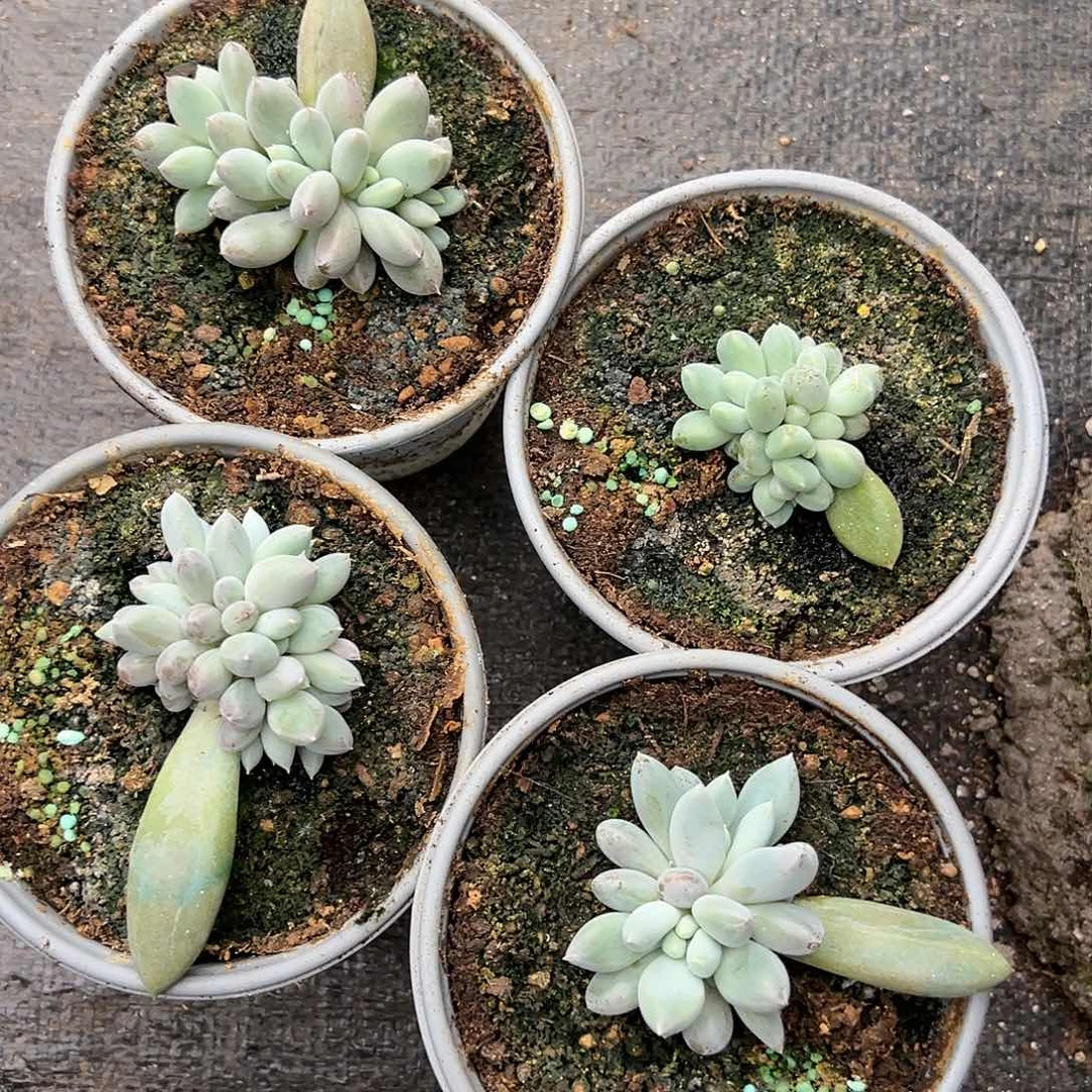 【闪购商品】无花朵组合3个送一个