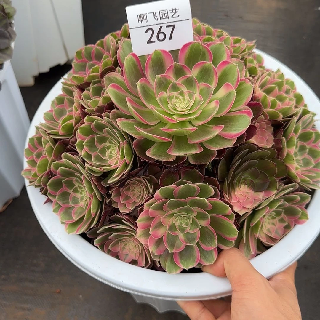 267多肉 绿体荔枝 福利