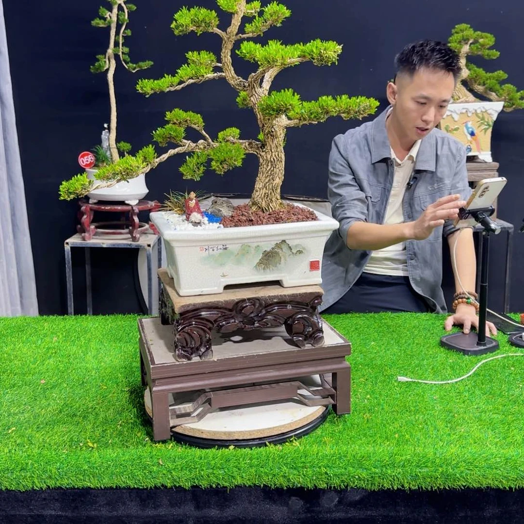 当前无花朵，栽培后可花朵