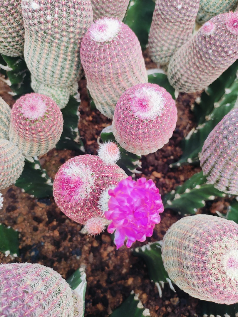 一物一拍仙人球多肉植物开花新手好养