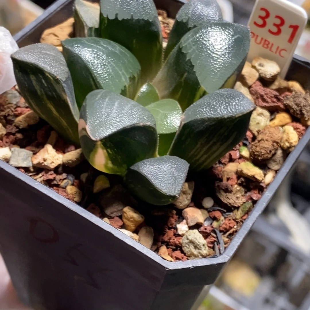 331号和田玉克锦多肉