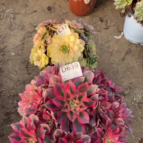 多肉植物雨荷红女巫