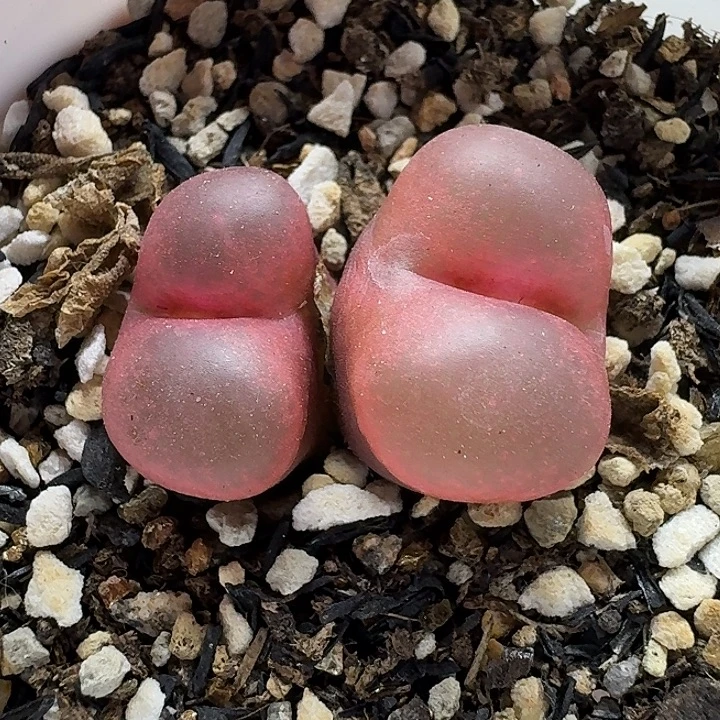 老马生石花双头吕红2826