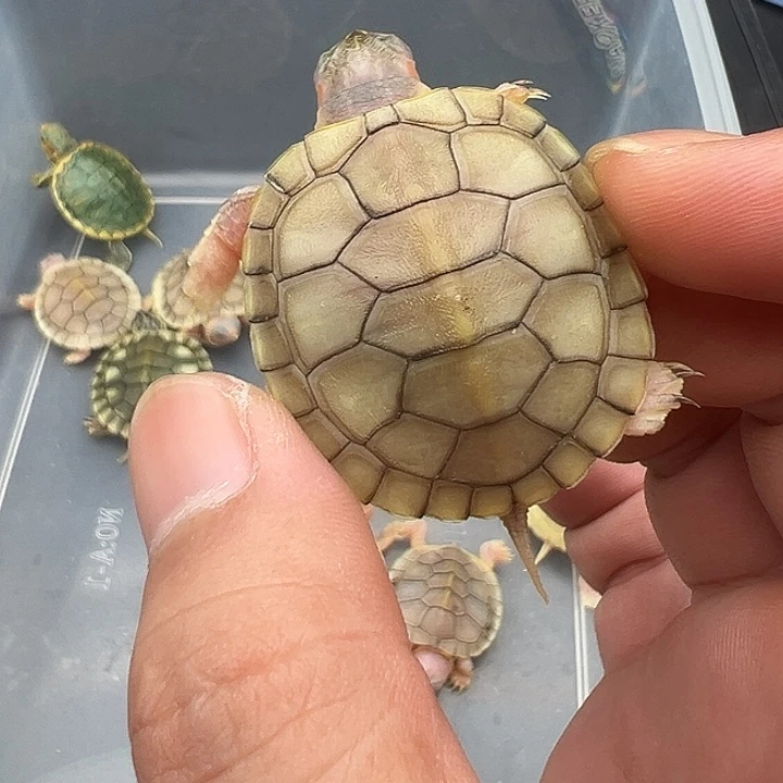 母绿毛龟精灵11111