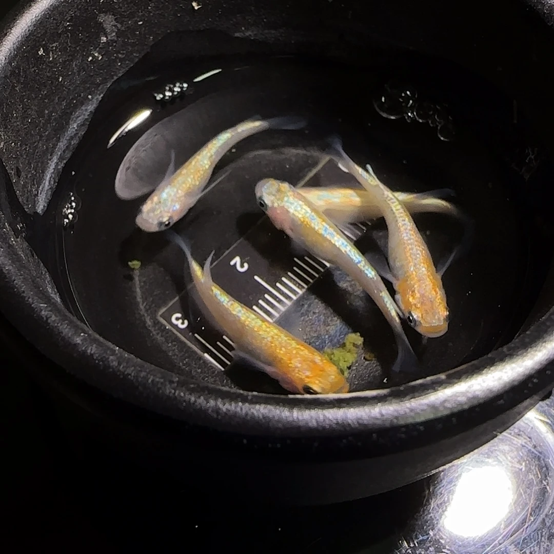 青鳉鱼观背青鱂一物一拍312