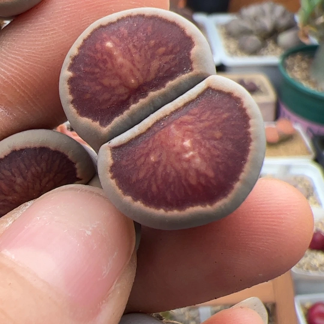 阿***蝶0227号 菊 多肉植物