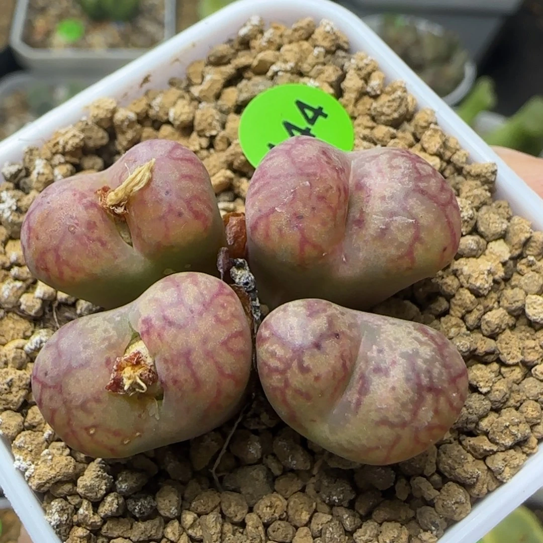 杂交群生多肉植物144