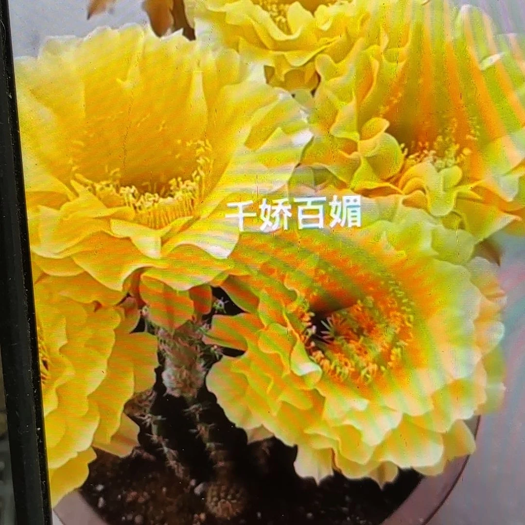 娇媚彩侧牙20包邮仙人球58