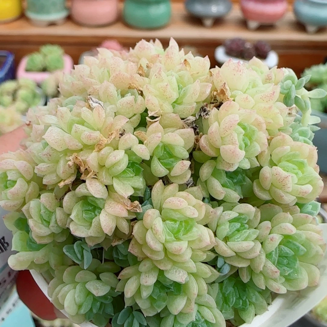 花语逸镜0915-93散