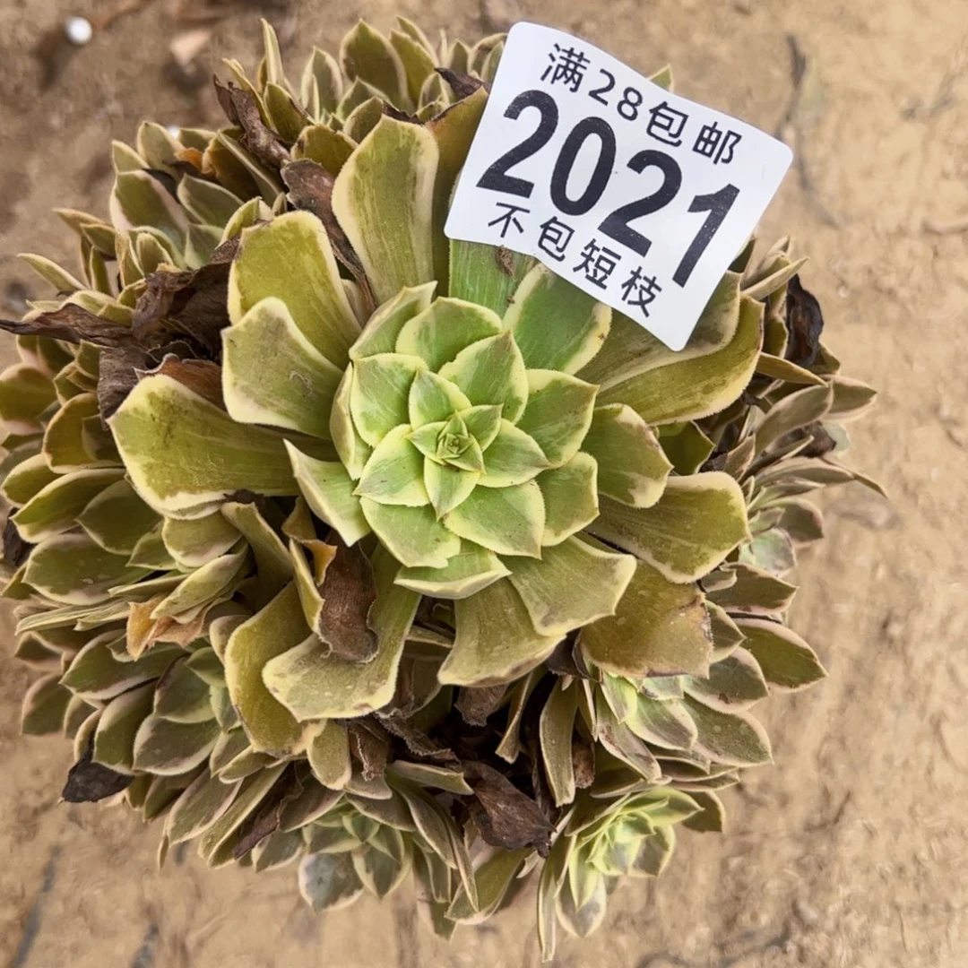 浣纱多肉植物2021