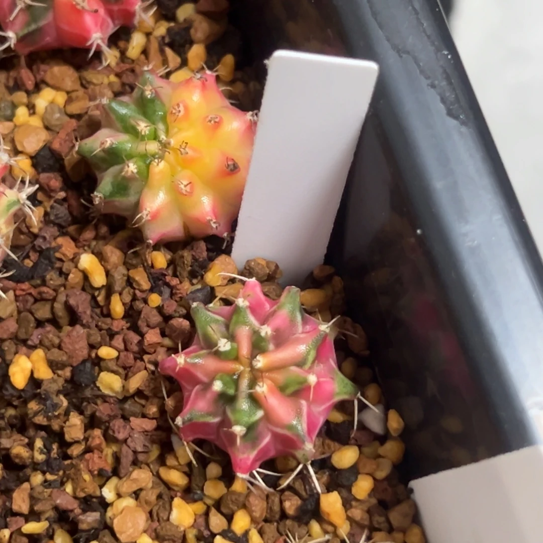 侧芽自根花友专拍4