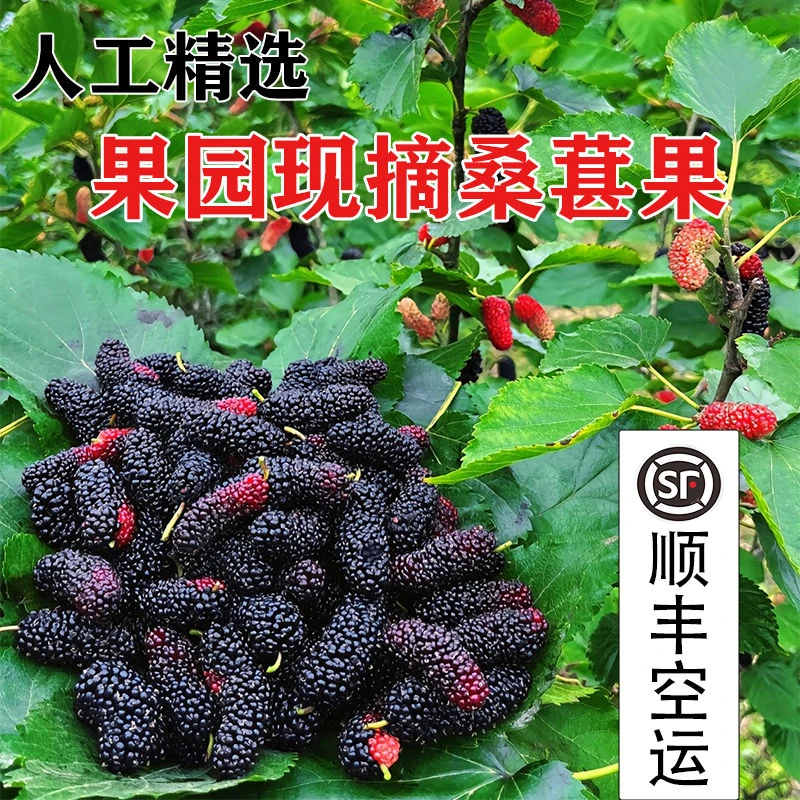 新鲜桑葚现摘现发无沙鲜果泡酒露天种植顺丰包邮新鲜多汁香甜鲜果