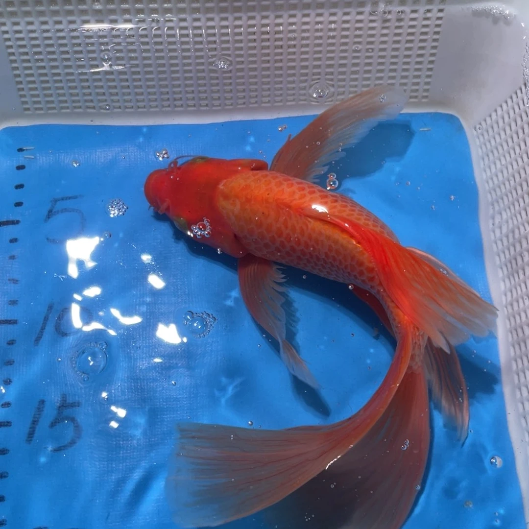 锦鲤锦鲤包邮包售后