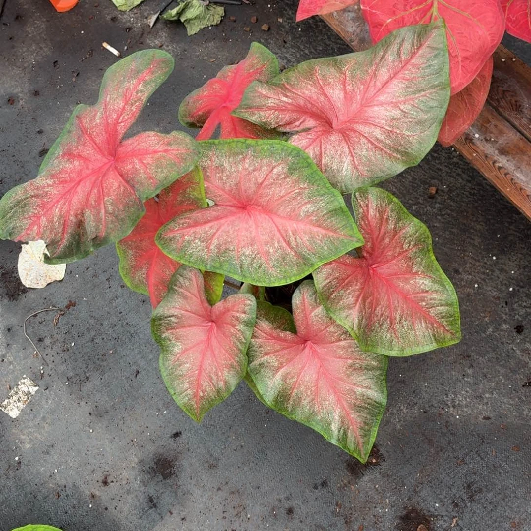 宋***恬大部分花苞少量开放夏日玫瑰