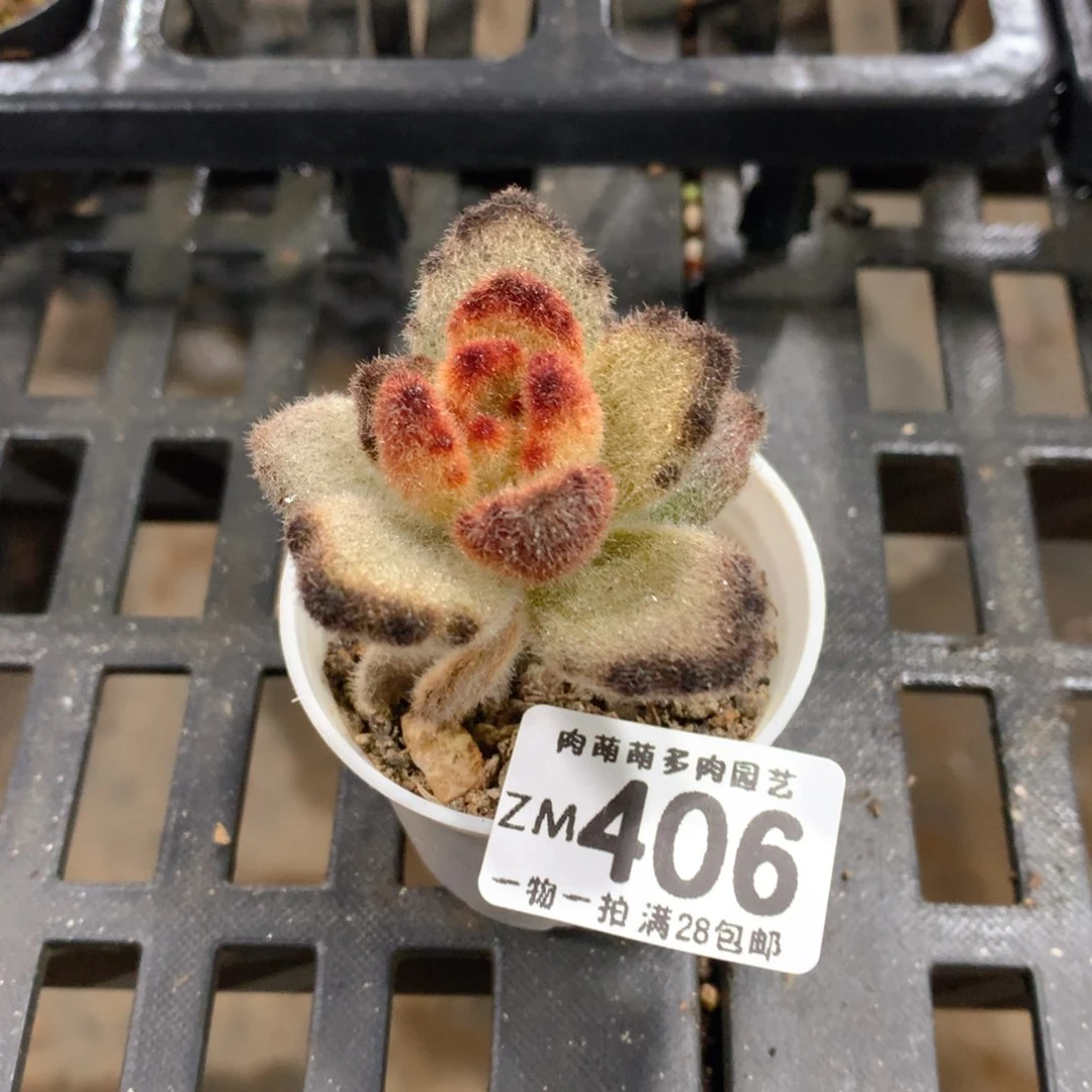 肉萌萌拇指盆精控多肉ZM406