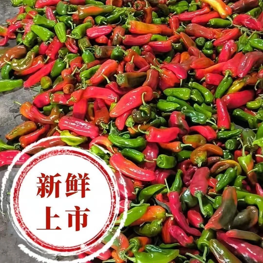 （顺丰包邮）花辣椒微辣红辣椒农家辣椒牛角泡椒红绿尖椒现摘批发