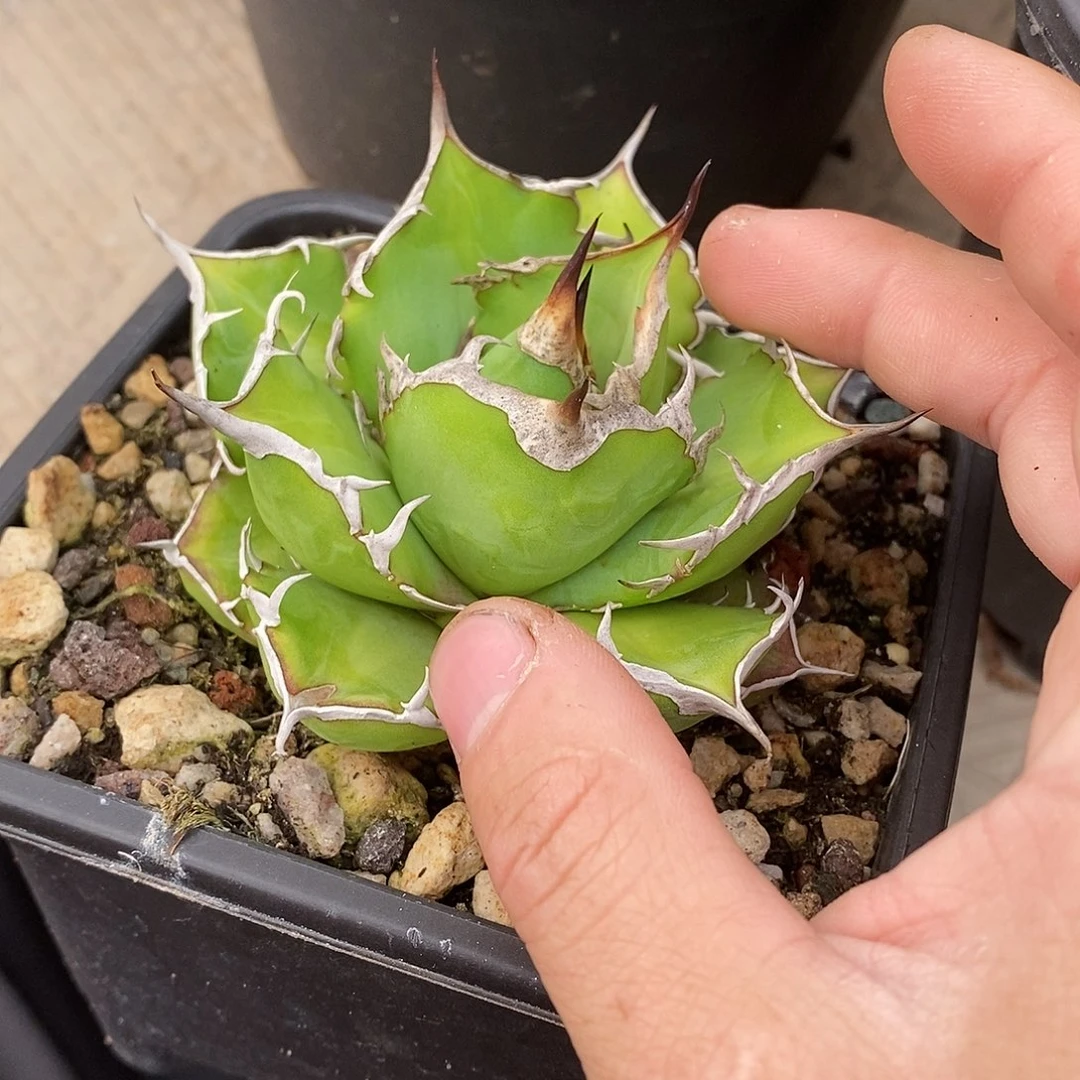 多肉植物龙蛇兰差价