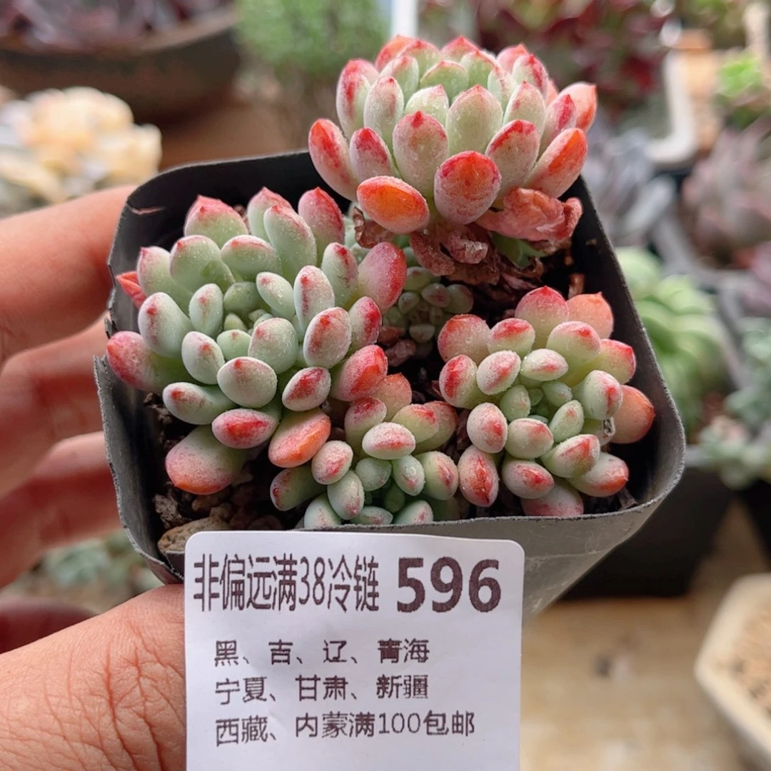 596小红蛋德华多肉