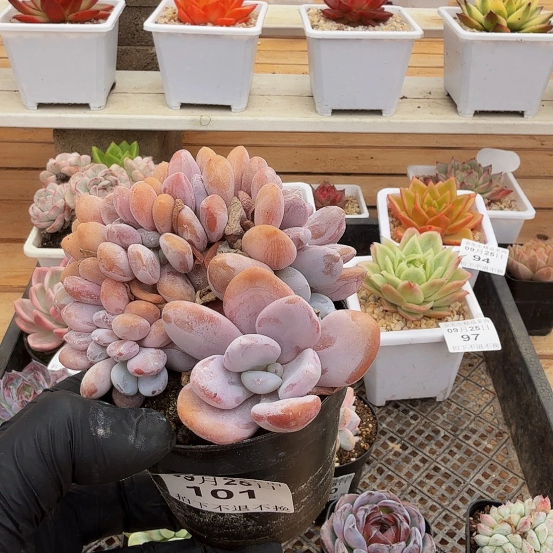 0925-101粉兔小缀化