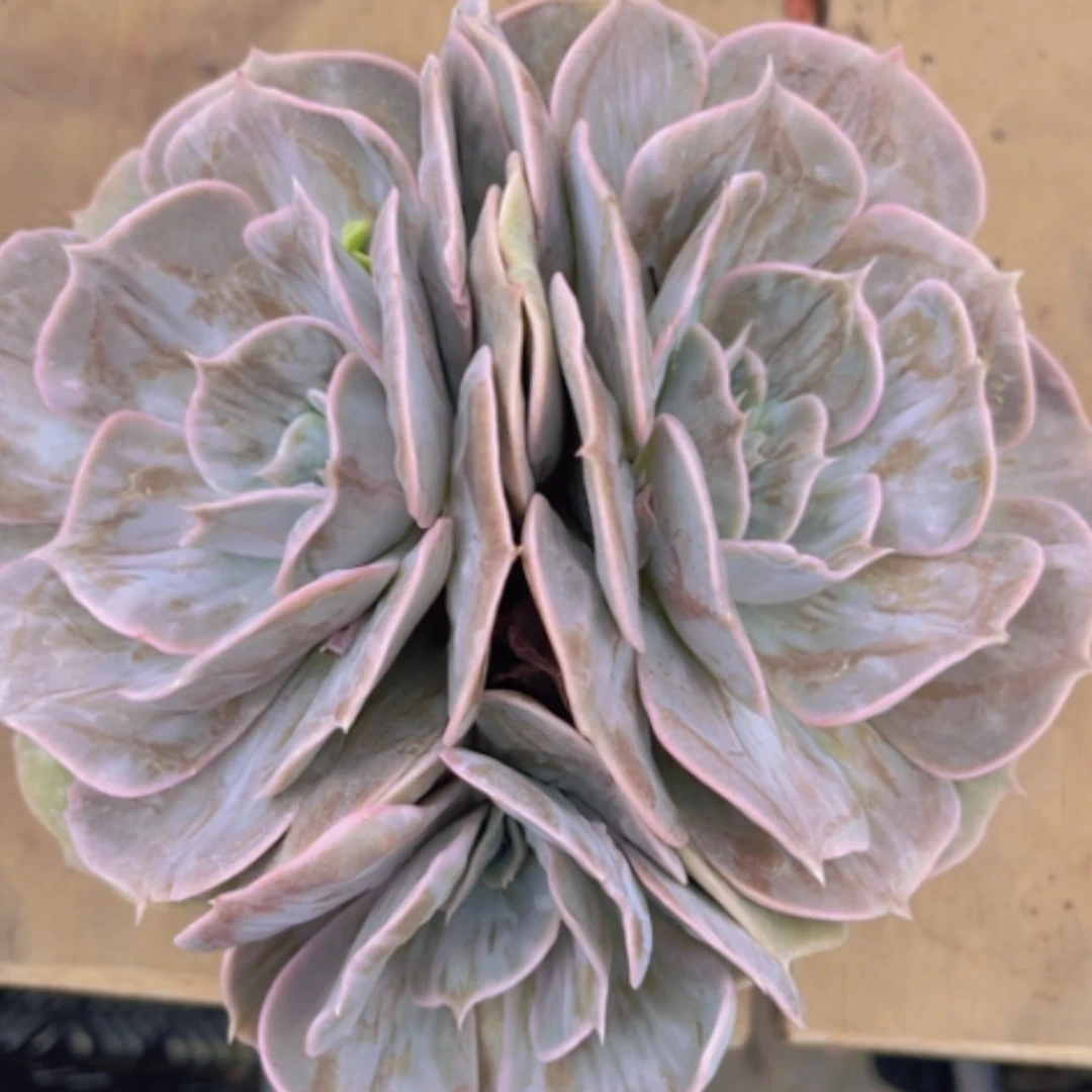 【闪购商品】漫威石化锦04113