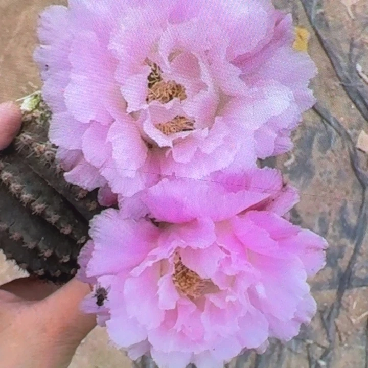 218彩草新粉洛歪4公分左右无根侧牙，20包邮