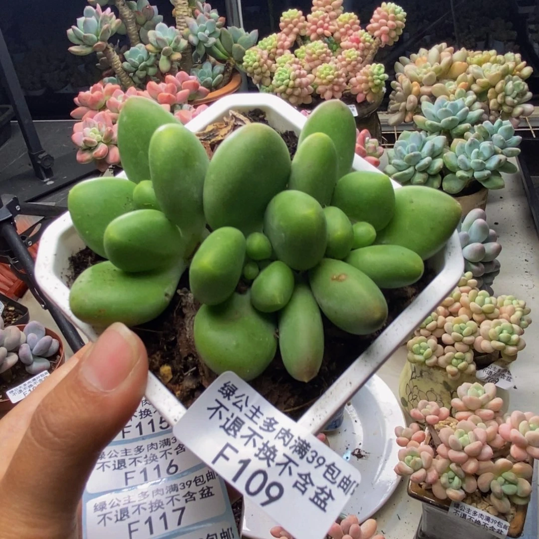 109芒果奶二代kk奶多肉7c m
