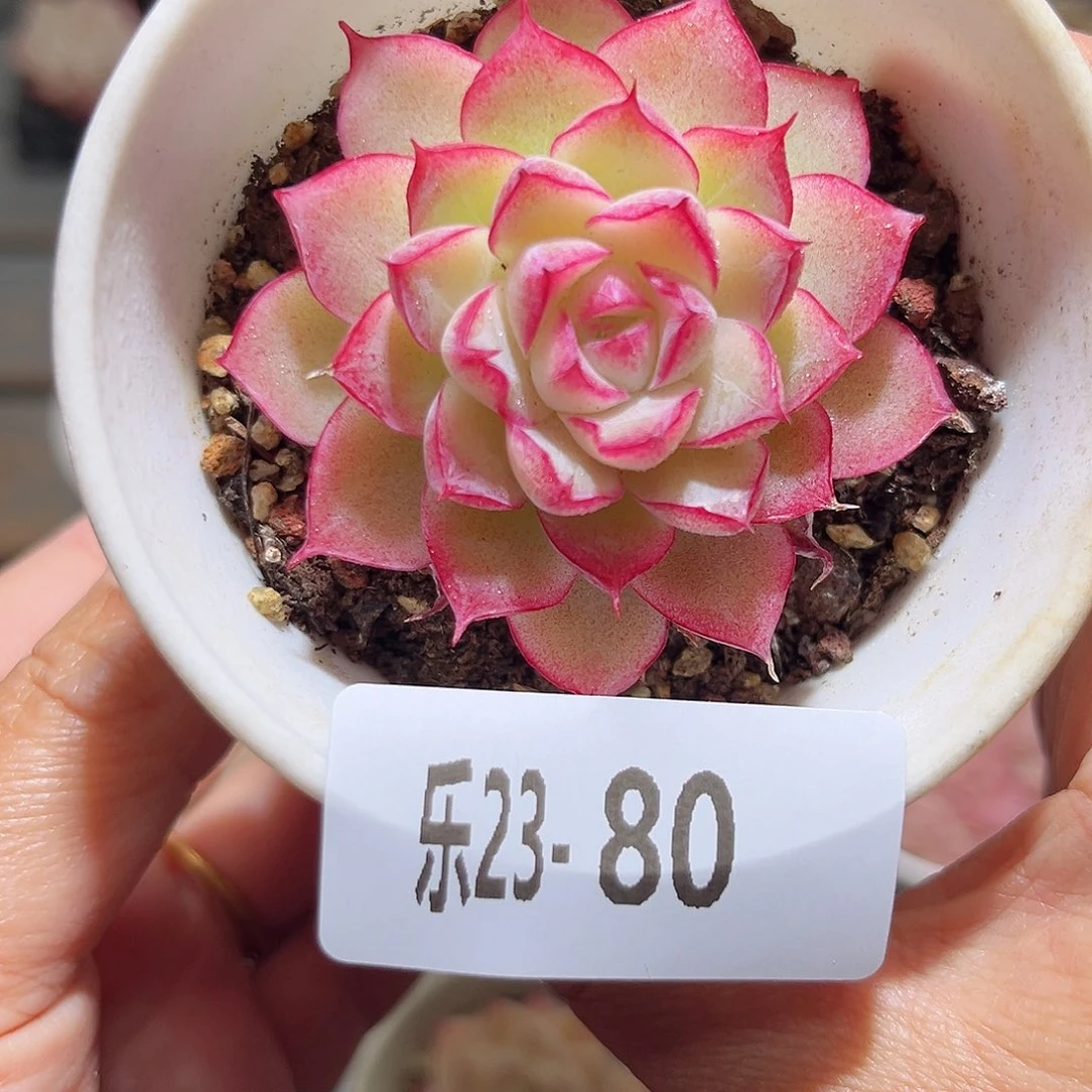 乐23-80女王单头