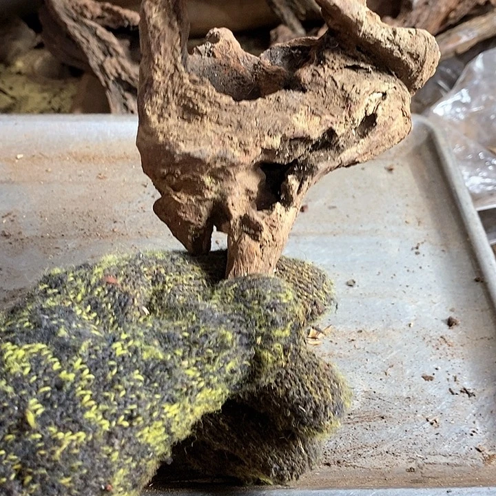 黄花梨/降香黄檀华*爷