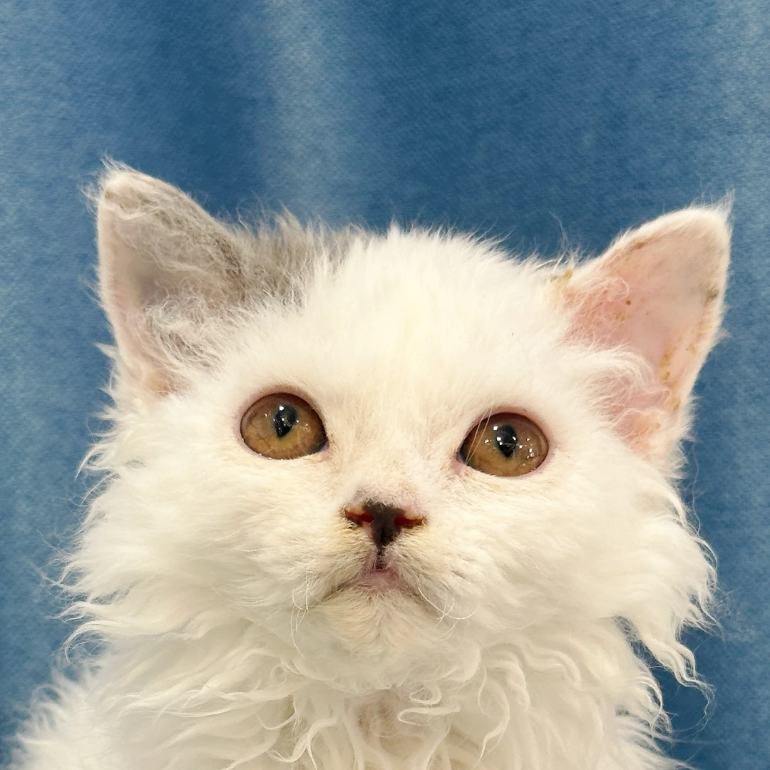 来了姊妹-蓝白塞凯猫-弟弟-47