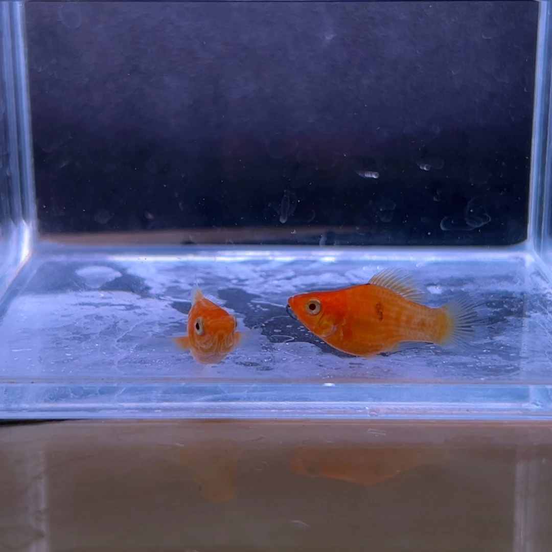 孔雀鱼玛丽崽两条