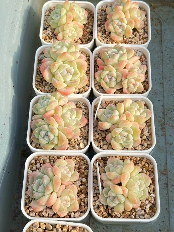 三头冰玉 状态不错 很肥很透 7公分盆