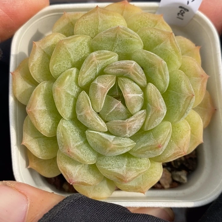 1208-573，白恋多肉