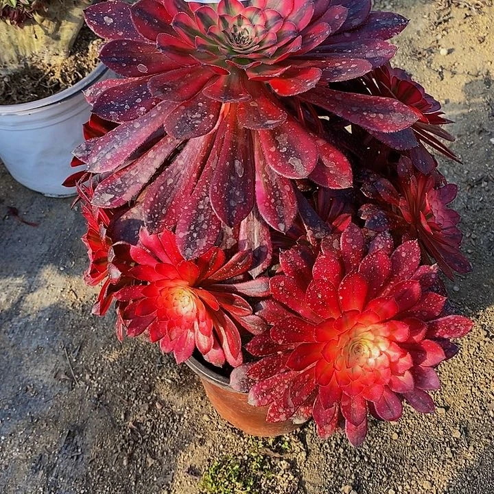 多肉黑铜白070多肉