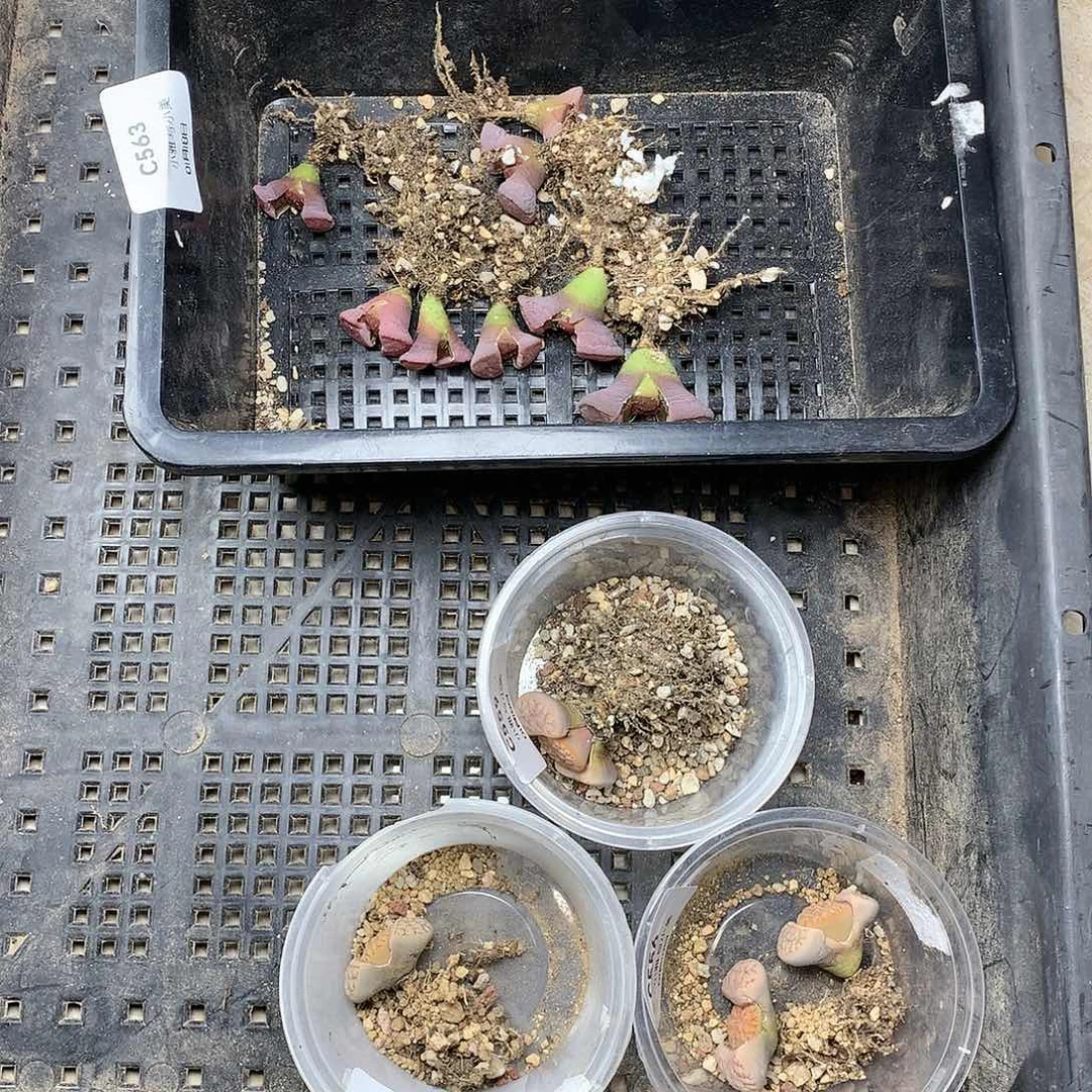 N***?C566多肉植物保护