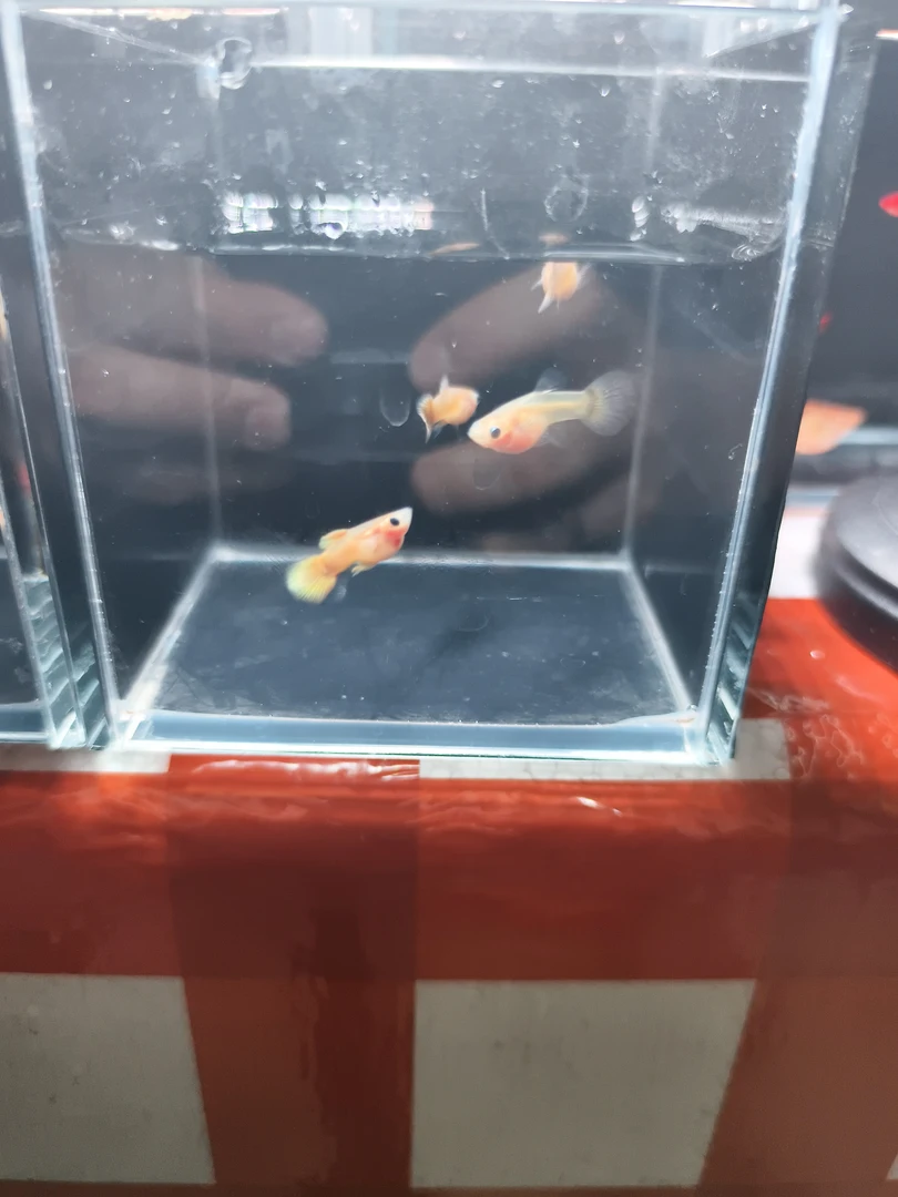 黄金玻璃猫3对，三公三母