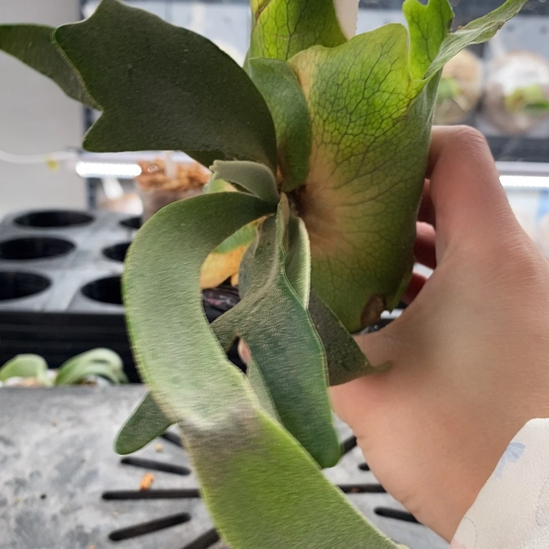 无花朵黄月鹿角蕨