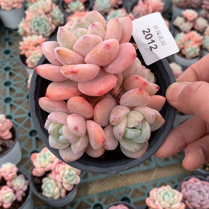 万**飘21号下午场，2012一颗