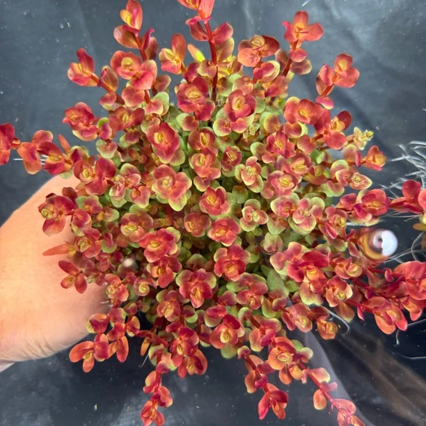 [新加坡血红宫廷]水草鱼缸草缸造景活体淡水植物中后景草大坨带根