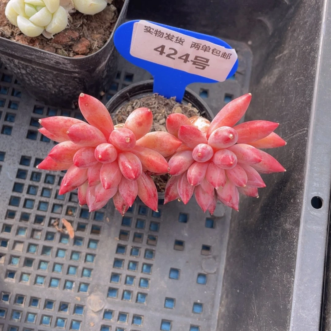 424号金鱼姬车厘子大长腿双头一个