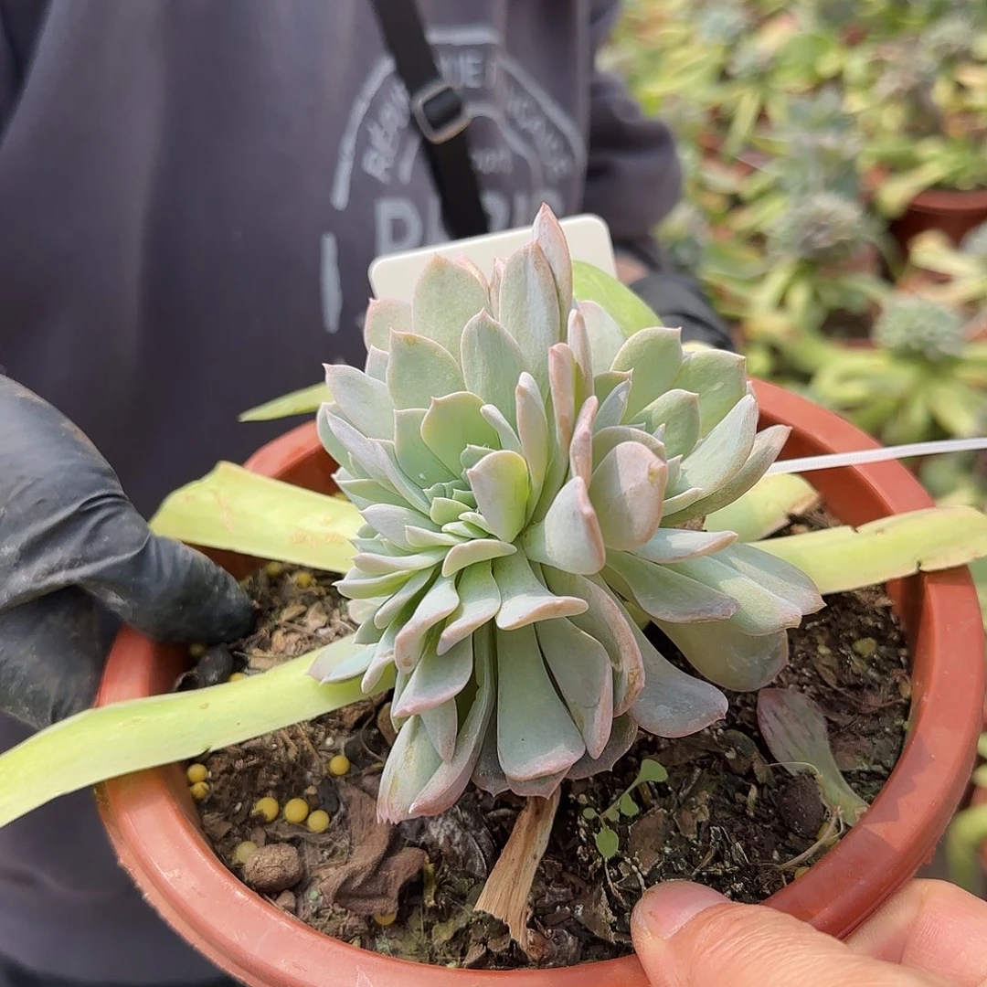 150号39.9           肉