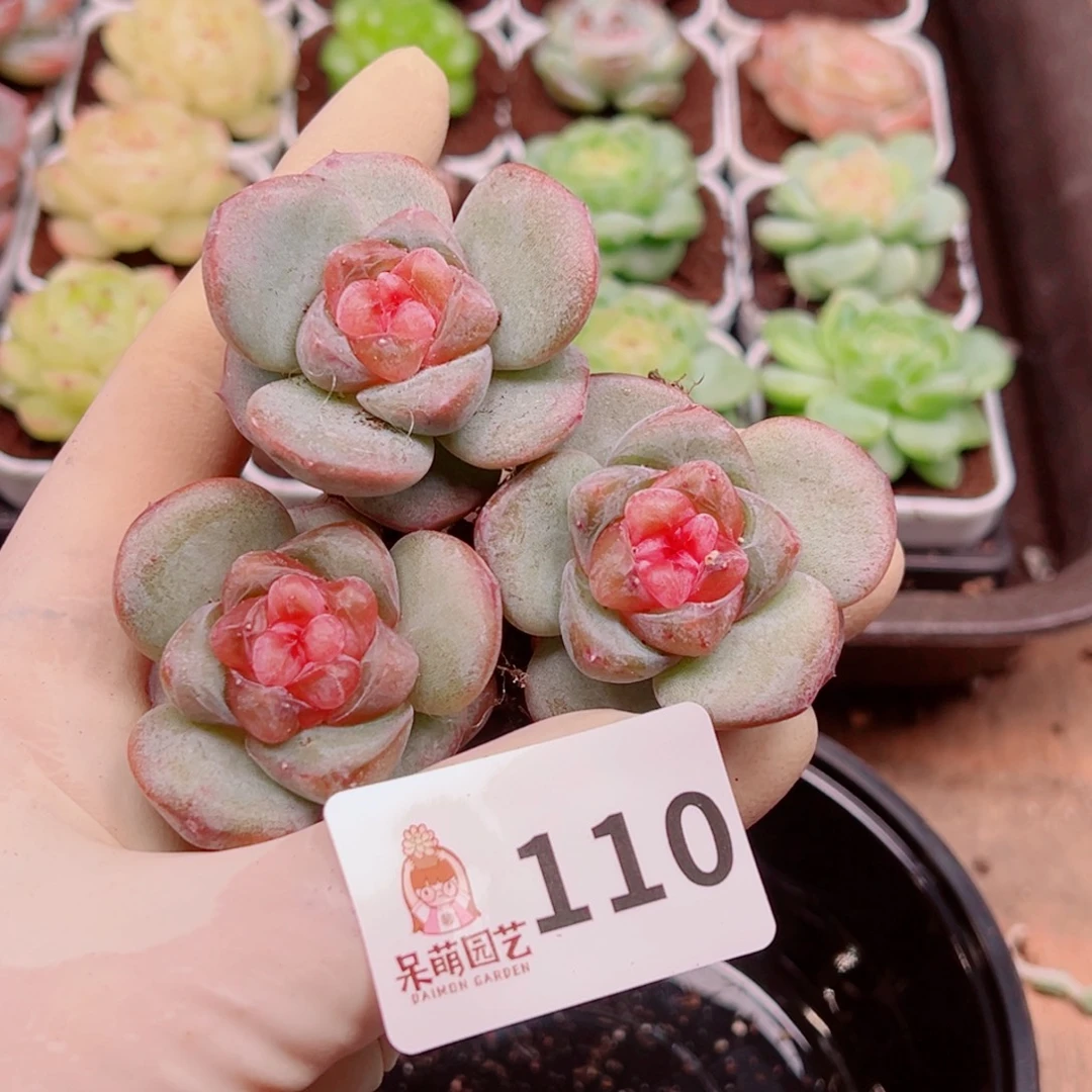 多肉植物多肉植物