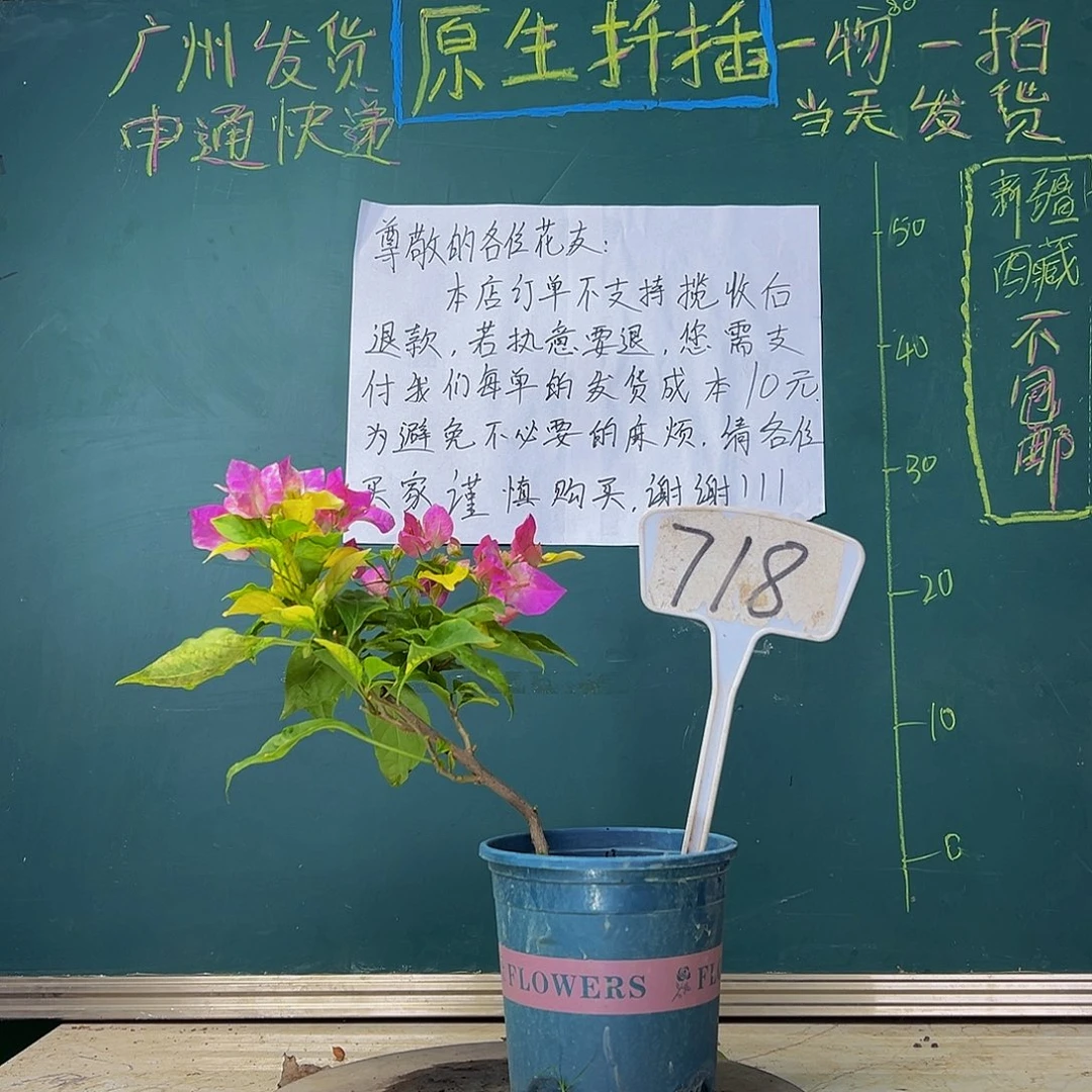 当前无花栽培后可以开花 福利 斑红樱  718