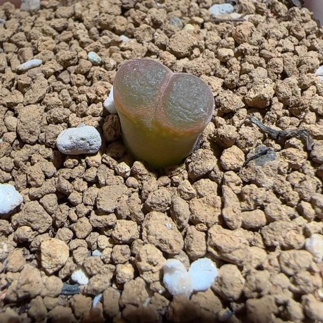 肉锥多肉植物组合-妖艳粉1417