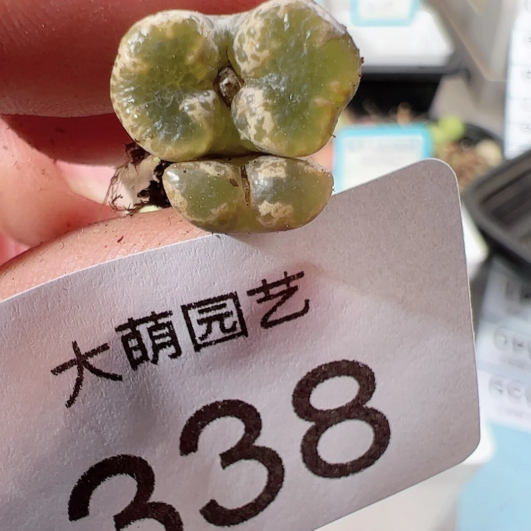 0000338 一物一拍……