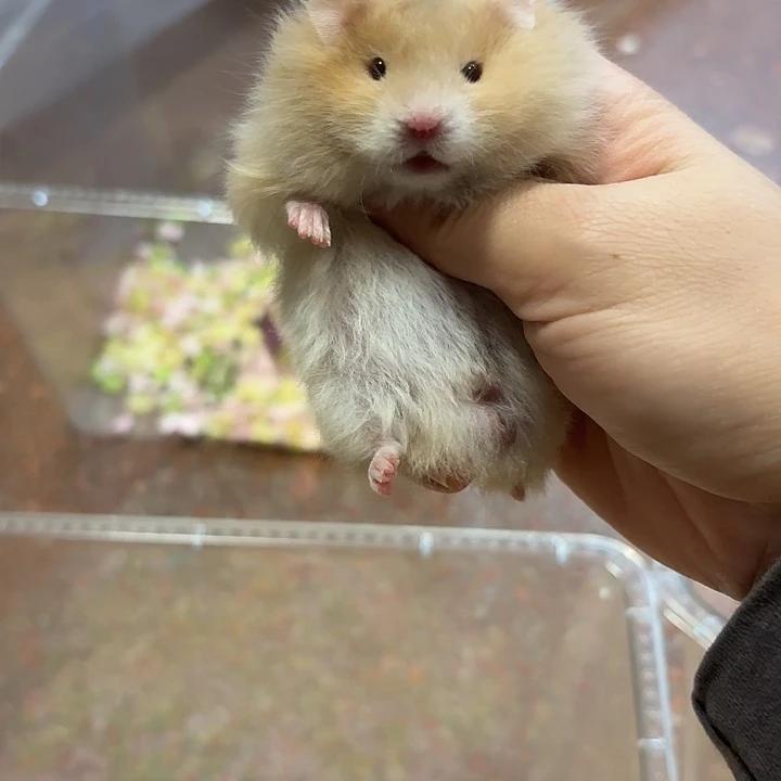 肉桂直毛弟弟130满月