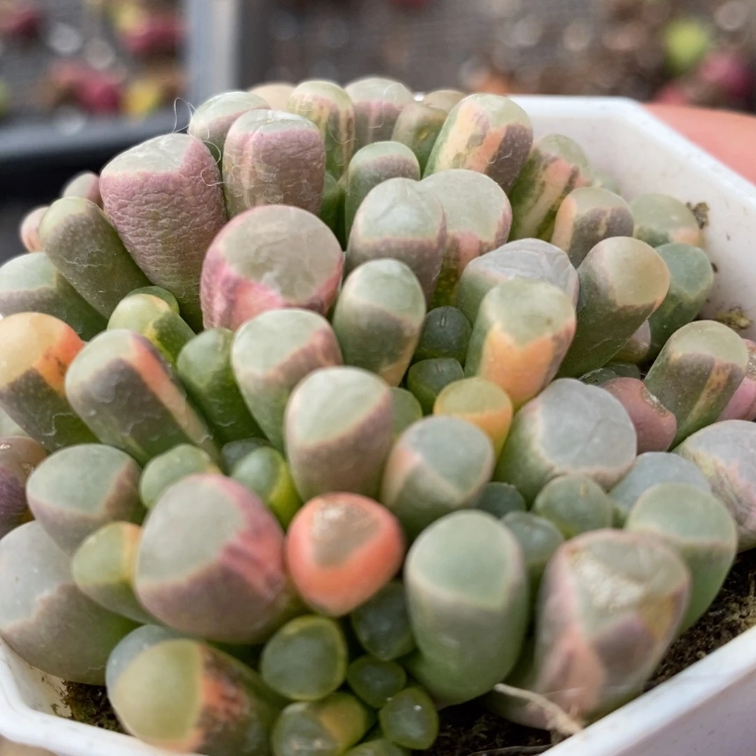 1119五十铃玉锦一颗