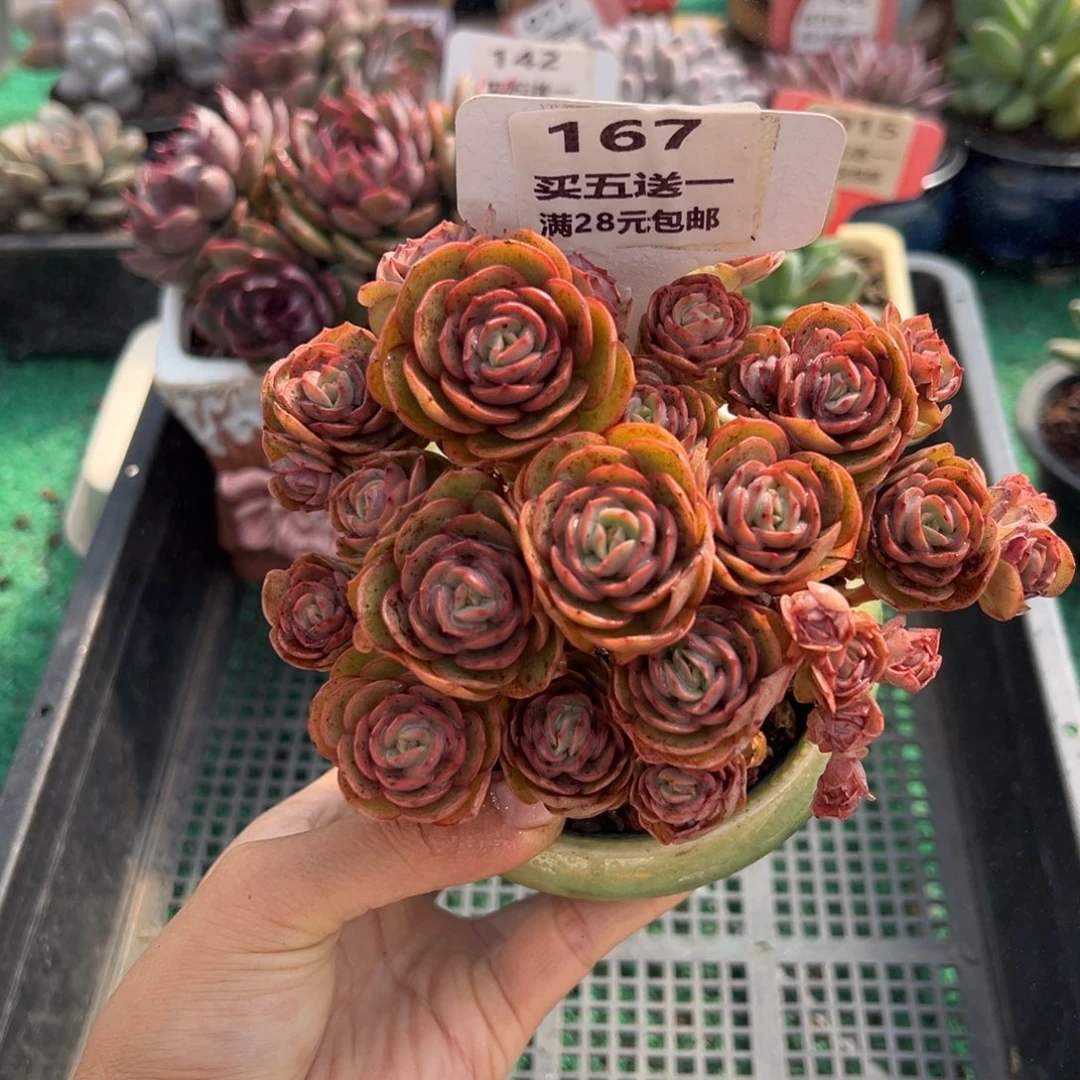 表妹精品多肉植物167.