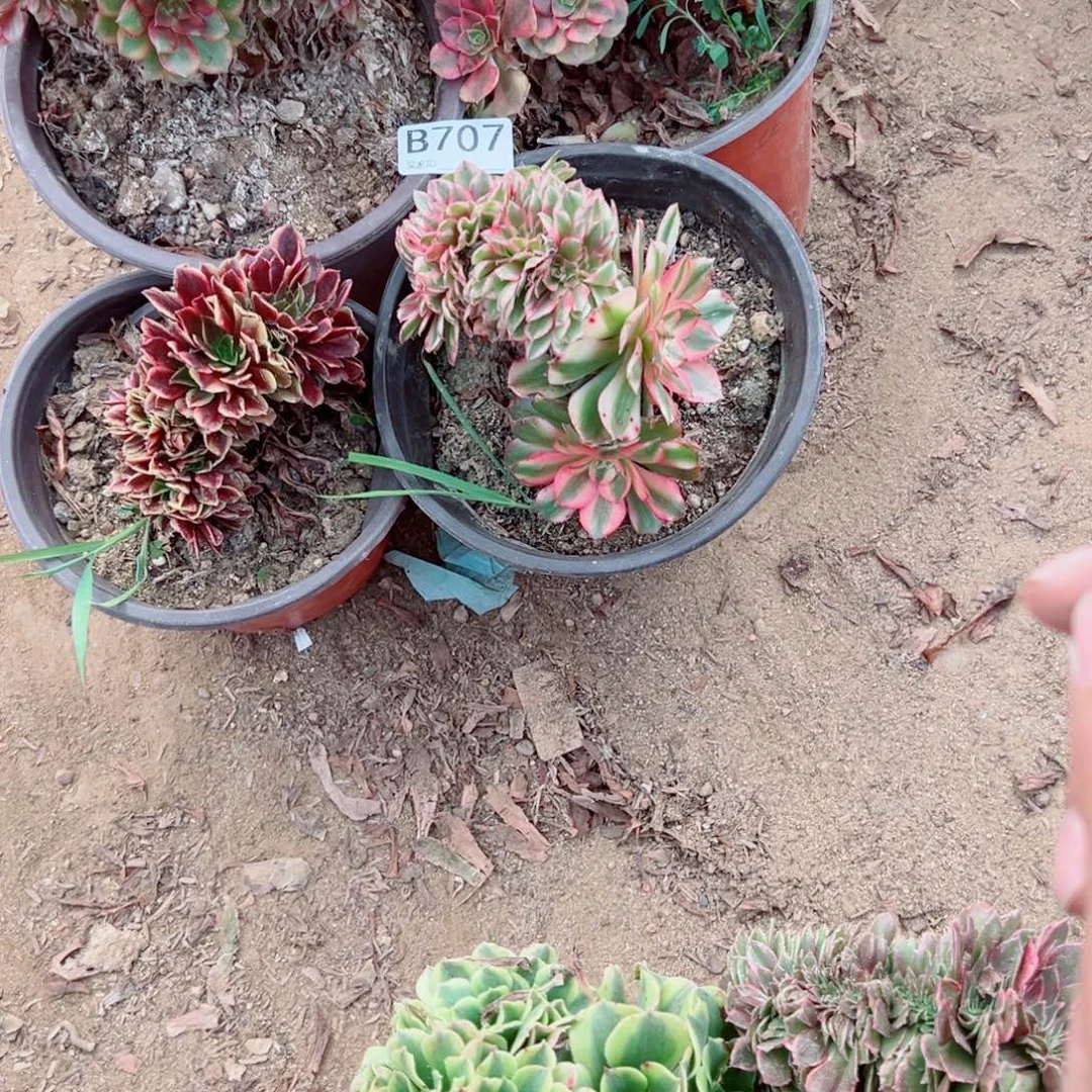 静***静707四颗组合多肉植物法师